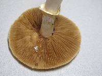 Cortinarius caperatus image