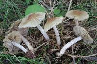 Inocybe friabilis image