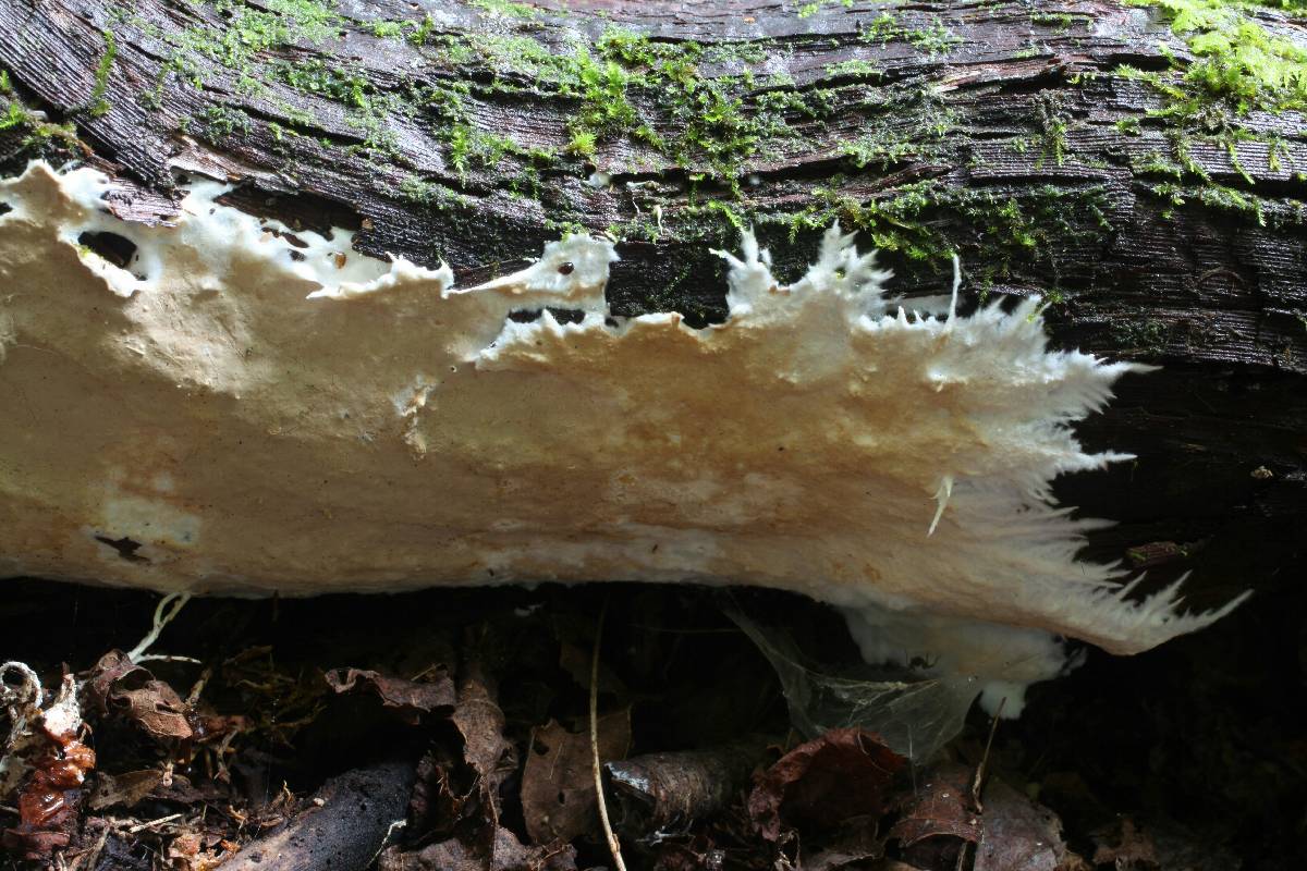 Phlyctibasidium polyporoideum image