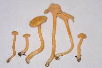 Cantharellus persicinus image