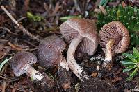 Cortinarius praestigiosus image