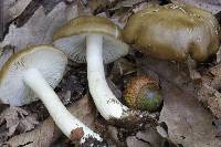 Entoloma griseum image