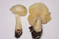 Entoloma luridum image