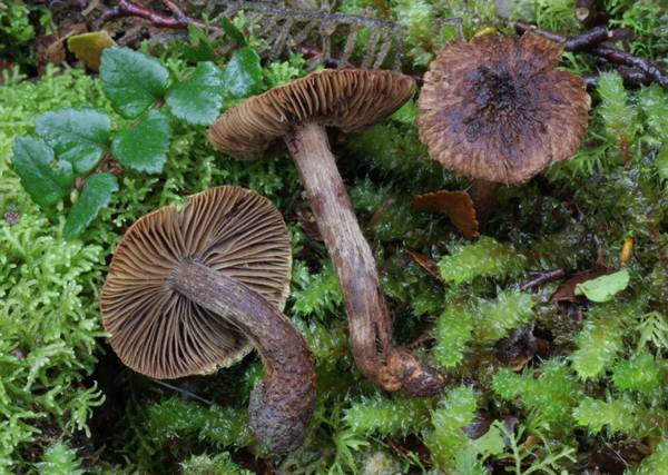 Inocybe auritelloides image