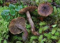 Image of Inocybe auritelloides