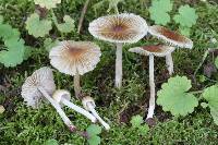 Inocybe friabilis image