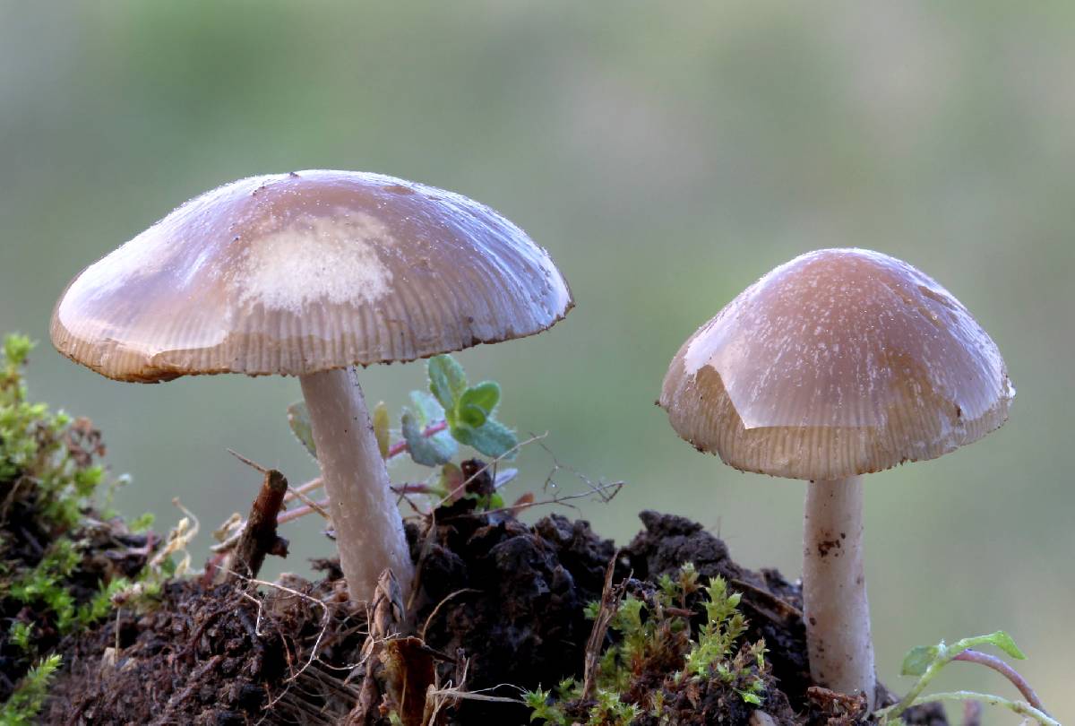 Psathyrella albescens image