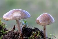 Image of Psathyrella albescens