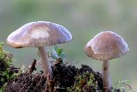 Psathyrella spadiceogrisea image