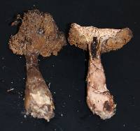 Cortinarius cyanites image