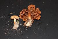 Cortinarius distans image