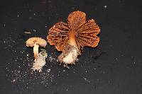 Cortinarius distans image