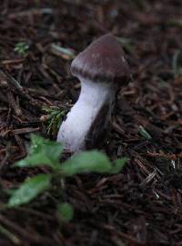 Cortinarius evernius image