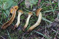 Cortinarius malicorius image