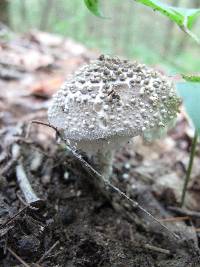 Amanita onusta image