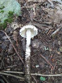 Amanita onusta image