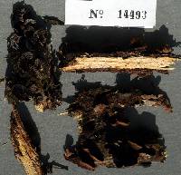 Anthracophyllum lateritium image