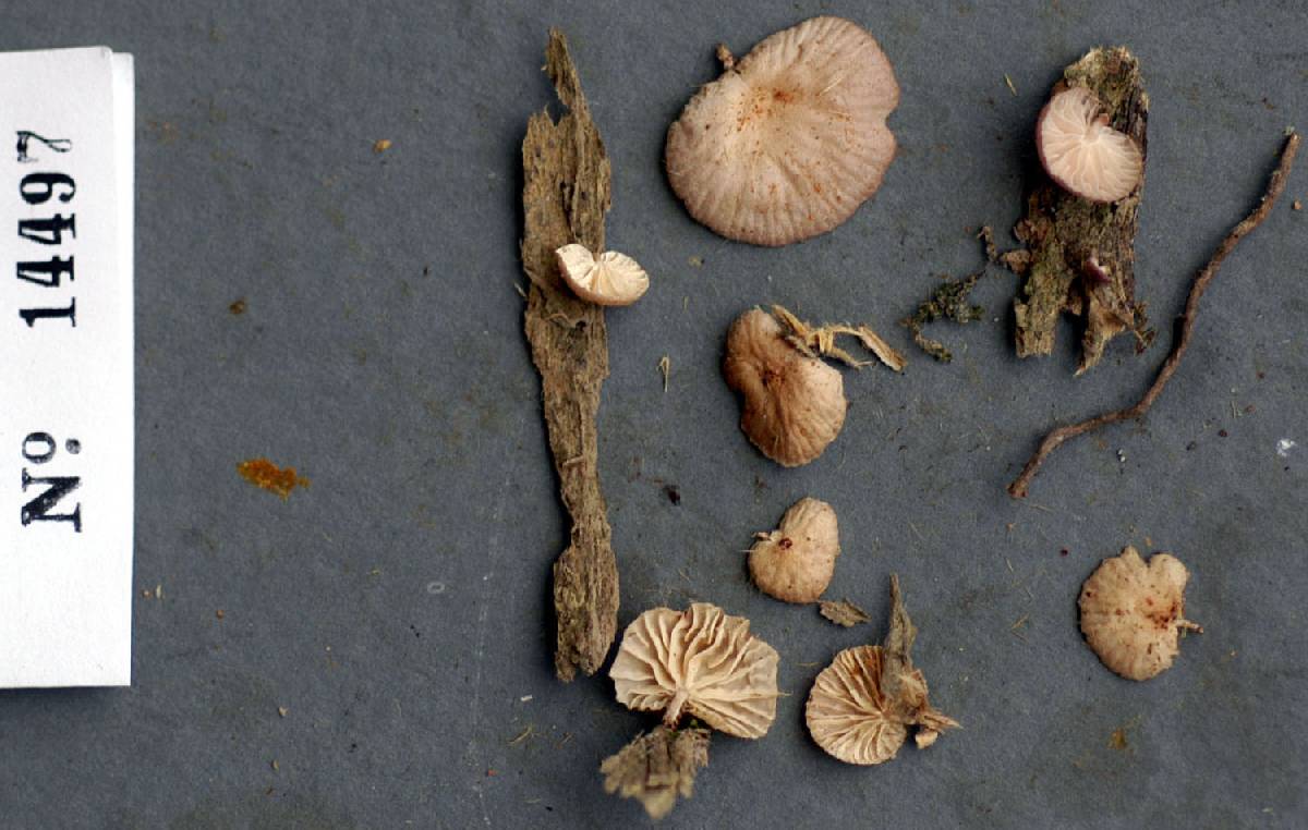 Marasmiellus troyanus image