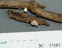 Marasmiellus troyanus image