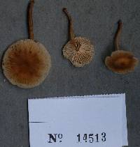 Gymnopus dichrous image