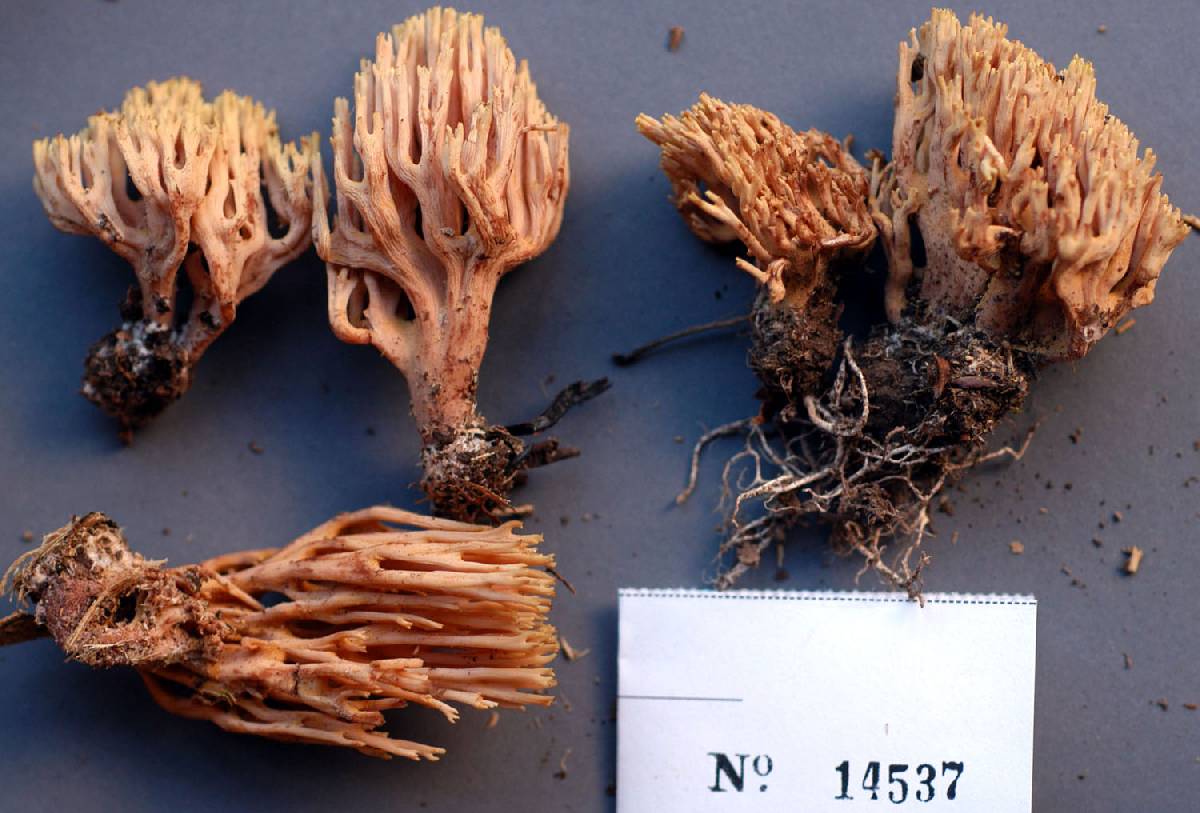 Ramaria fagicola image