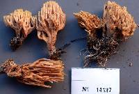 Ramaria fagicola image