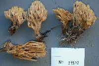 Ramaria fagicola image