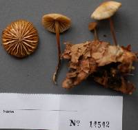 Marasmius torquescens image