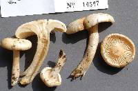 Hygrophorus discoxanthus image