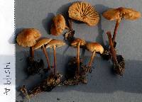 Marasmius torquescens image