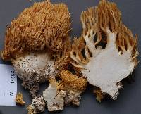 Ramaria flavescens image