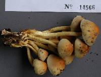 Hypholoma fasciculare var. fasciculare image