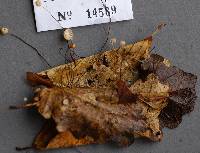 Marasmius bulliardii image