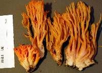 Ramaria subbotrytis image