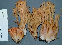 Ramaria subbotrytis image