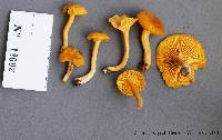 Cantharellus tabernensis image