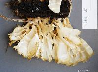 Sparassis spathulata image