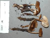 Mycena galericulata image