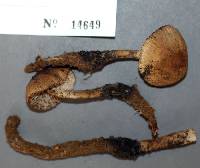 Mycena galericulata image