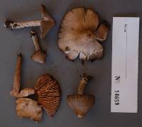 Entoloma strictius image