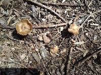 Entoloma strictius image