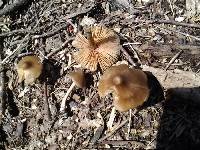 Entoloma strictius image