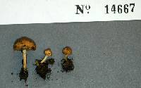 Pholiota highlandensis image