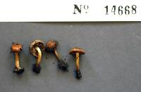 Pholiota highlandensis image