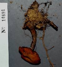 Laccaria bicolor image