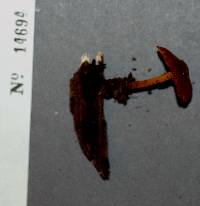 Xeromphalina tenuipes image