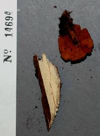 Xeromphalina tenuipes image