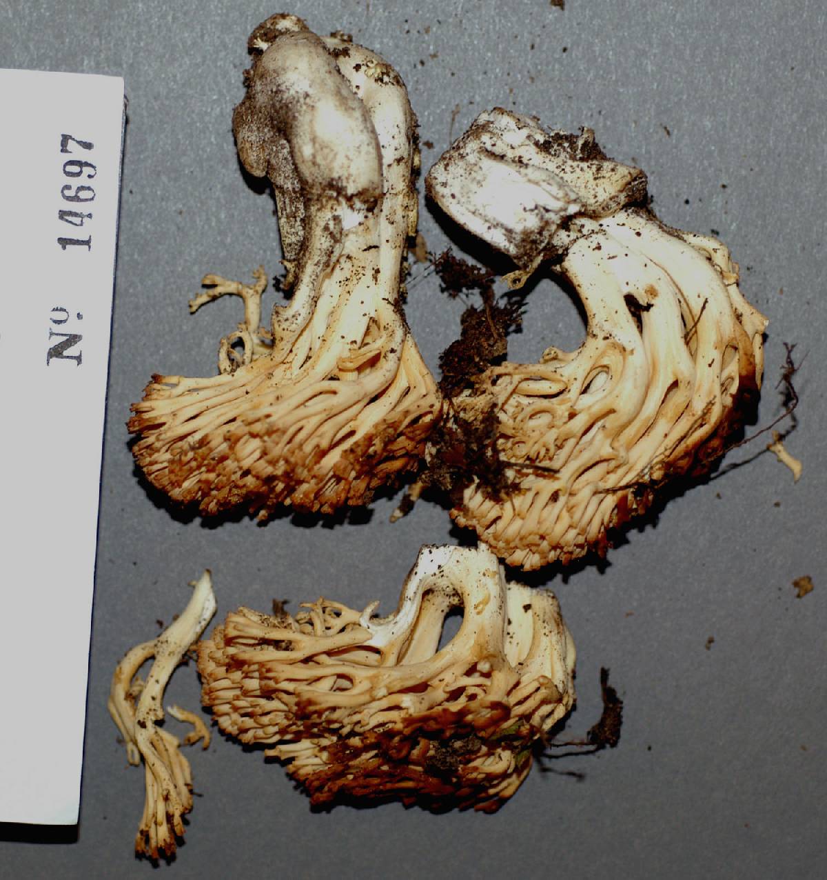 Ramaria subtilis image