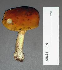 Amanita parcivolvata image