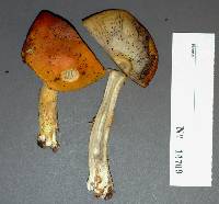 Amanita parcivolvata image